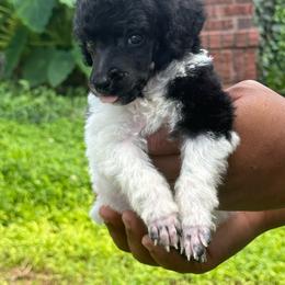 Mad Hatter - Parti male Poodle puppy in Independence, Kansas from Malone Standard Poodles