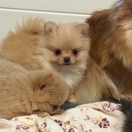 Sophie - Cream female Pomeranian puppy in Newport Beach, California from Exotic City Pomeranians and chihuahuas