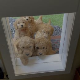 Goldendoodle Puppies from Ming’s Dynasty Doodles