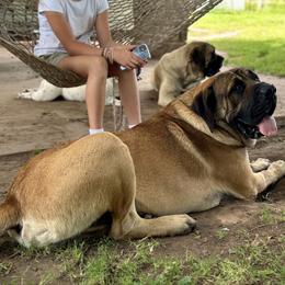 Moose - Mastiff
