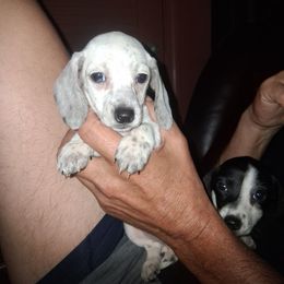 Aspen - Dapple female Dachshund puppy in Paducah, Kentucky from Donette's Doxies