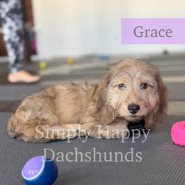 Cream Brindle Dapple Silky Hair - Pet Only CKC - Ready To Go - Grace - Cream female Dachshund puppy in Pauls Valley, Oklahoma from Simply Happy Dachshunds