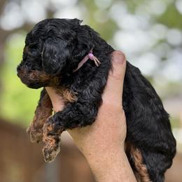 Purple - Phantom female Poodle puppy in Dallas, Texas from Infinity Poodles