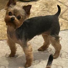 Earthmountains Survivor - Blue and gold female Yorkshire Terrier puppy in Erda, Utah from Earthmountain Yorkies