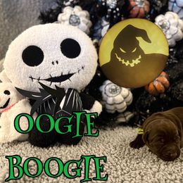 Oogie Boogie - Chocolate male Labrador Retriever puppy in Water Valley, Mississippi from Three Lakes Labs & WHDs