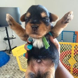 Green - Black and tan male Yorkshire Terrier puppy in Richmond, Virginia from Kizzie's Yorkies