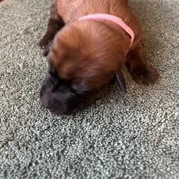 Girl 2 - female Soft Coated Wheaten Terrier puppy in Cody, Wyoming from Yellowstone Breeders