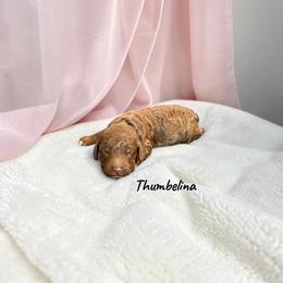 Thumbelina - Sable female Poodle puppy in Ellenburg Center, New York from Kristin's Puppies