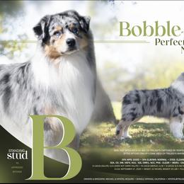 Bobble - Australian Shepherd