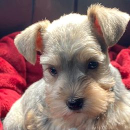 Miniature Schnauzer Puppies from Beyond Blessed Pawz