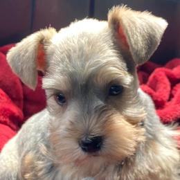 Miniature Schnauzer Puppies from Beyond Blessed Pawz