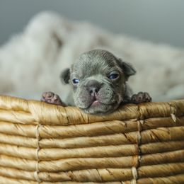 French Bulldog Puppies from Phoebes Frenchies
