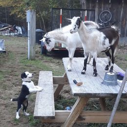 Border Collie Puppies from EOT Border Collies