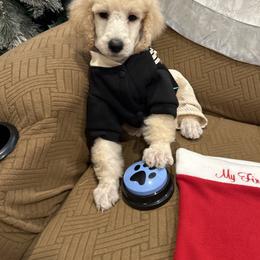 Amor - Apricot male Poodle puppy in Mobile, Alabama from Semmy’s Standard Poodle LLC