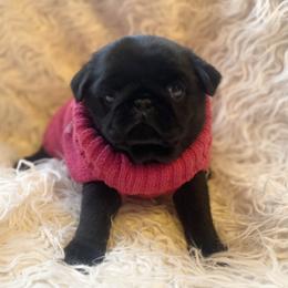 Leilou - Pug