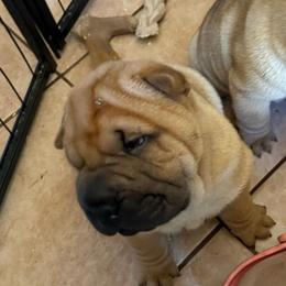 Boy 2 - Red fawn male Chinese Shar-Pei puppy in Fairfield, Texas from Majesty SharPei