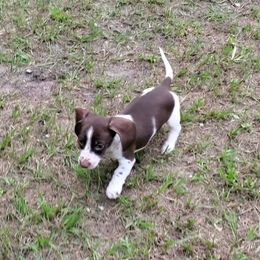 Dachshund Puppies from Newbern's Nuggets