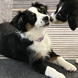 Dove - Black tri Miniature Australian Shepherd puppy in Lexington, South Carolina from Angel Love Aussies