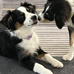 Dove - Black tri Miniature Australian Shepherd puppy in Lexington, South Carolina from Angel Love Aussies