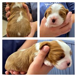 Boy 1 - Blenheim male Cavalier King Charles Spaniel puppy in Kewaskum, Wisconsin from Moon Dream Cavaliers