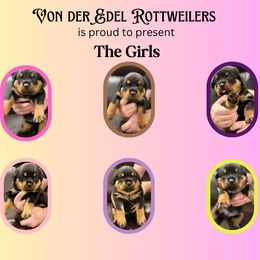 Rottweiler Puppies from Von der Edel Rottweilers