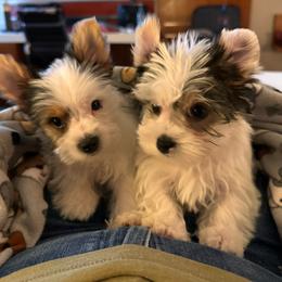 Yorkshire Terrier Puppies from Neptune Cove