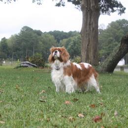 Cassidy - Cavalier King Charles Spaniel
