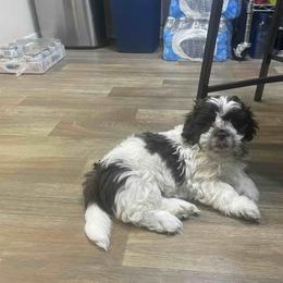 Shih Tzu Puppies from TACG