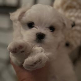Girl 1 - Maltese puppy from Maltese Colorado