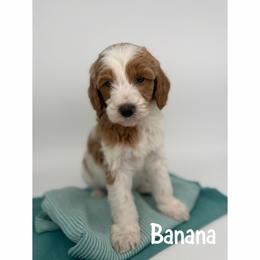Banana - Parti male Goldendoodle puppy in Smithfield, Kentucky from KBK9 Kennels