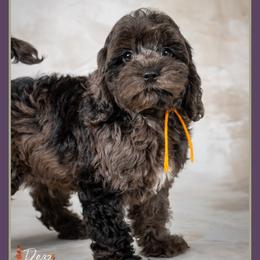 Haunt - Merle male Cockapoo puppy in Connersville, Indiana from Deaz Doodle Ranch