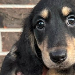 Cosmo - Black and cream Dachshund puppy in Magnolia, Texas from Billboard Doxies