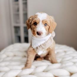 Drummer - 12 Days of Christmas - Apricot male Goldendoodle puppy in Syracuse, Indiana from The Doodle Cove