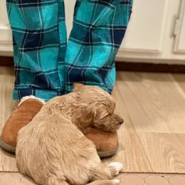Australian Labradoodle Puppies from High Desert Labradoodles
