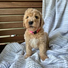 Strawberry - Apricot female Goldendoodle puppy in Montgomery, Texas from Dacus Doodles