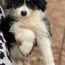 Aussiedoodles, Cockapoos, Goldendoodles, Poodles, Sheepadoodles, and Springerdoodles from Two Creeks Farm Poodles & Doodles