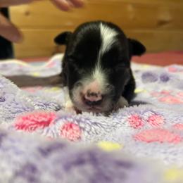 Sarah - Black and white female Border Collie puppy in Franklin, Maine from Broad Meadow Borders