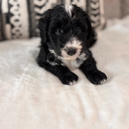 Munch - Black and white male Bernedoodle puppy in Jacksonville, Florida from Star of the Sea Doodles