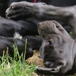 Great Dane Puppies from Sterling Danes