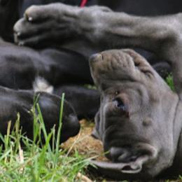 Great Dane Puppies from Sterling Danes