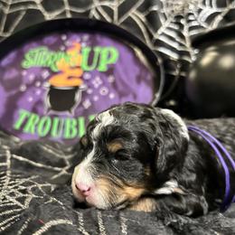 Bernedoodle Puppies from Elite Bernedoodle Besties LLC