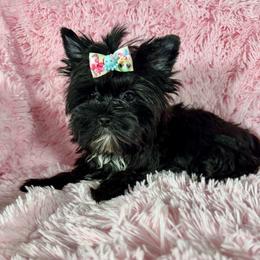 Vivianne 3200 - Black and tan female Yorkshire Terrier puppy in Statesboro, Georgia from Harrington Yorkies