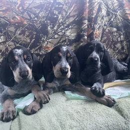 Bluetick Coonhound Puppies from Lone River Blueticks