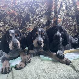 Bluetick Coonhound Puppies from Lone River Blueticks