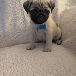 Pug Puppies from Lisa's Pugalicious Pugs