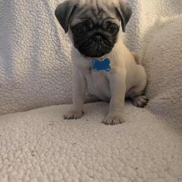Pug Puppies from Lisa's Pugalicious Pugs