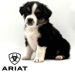 Ariat - Black tri female Miniature American Shepherd puppy in Tremonton, Utah from Azure Sky Minis