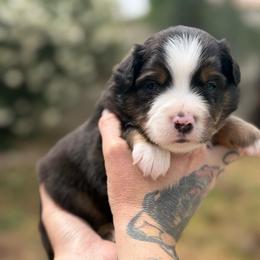 Slate - Black tri male Miniature American Shepherd puppy in Phoenix, Arizona from Outlaw Minis