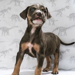 Boy 2 - Blue American Bully puppy in Oak Grove, Kentucky from Warhorse Kennel