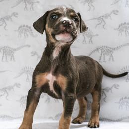 Boy 2 - Blue American Bully puppy in Oak Grove, Kentucky from Warhorse Kennel